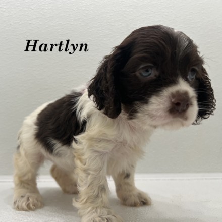 puppy, for, sale, Cockalier, Joe & Cherri  Overlease, dog, breeder, Miller, MO, dog-breeder, puppy-for-sale, forsale, nearby, find, puppyfind, locator, puppylocator, aca